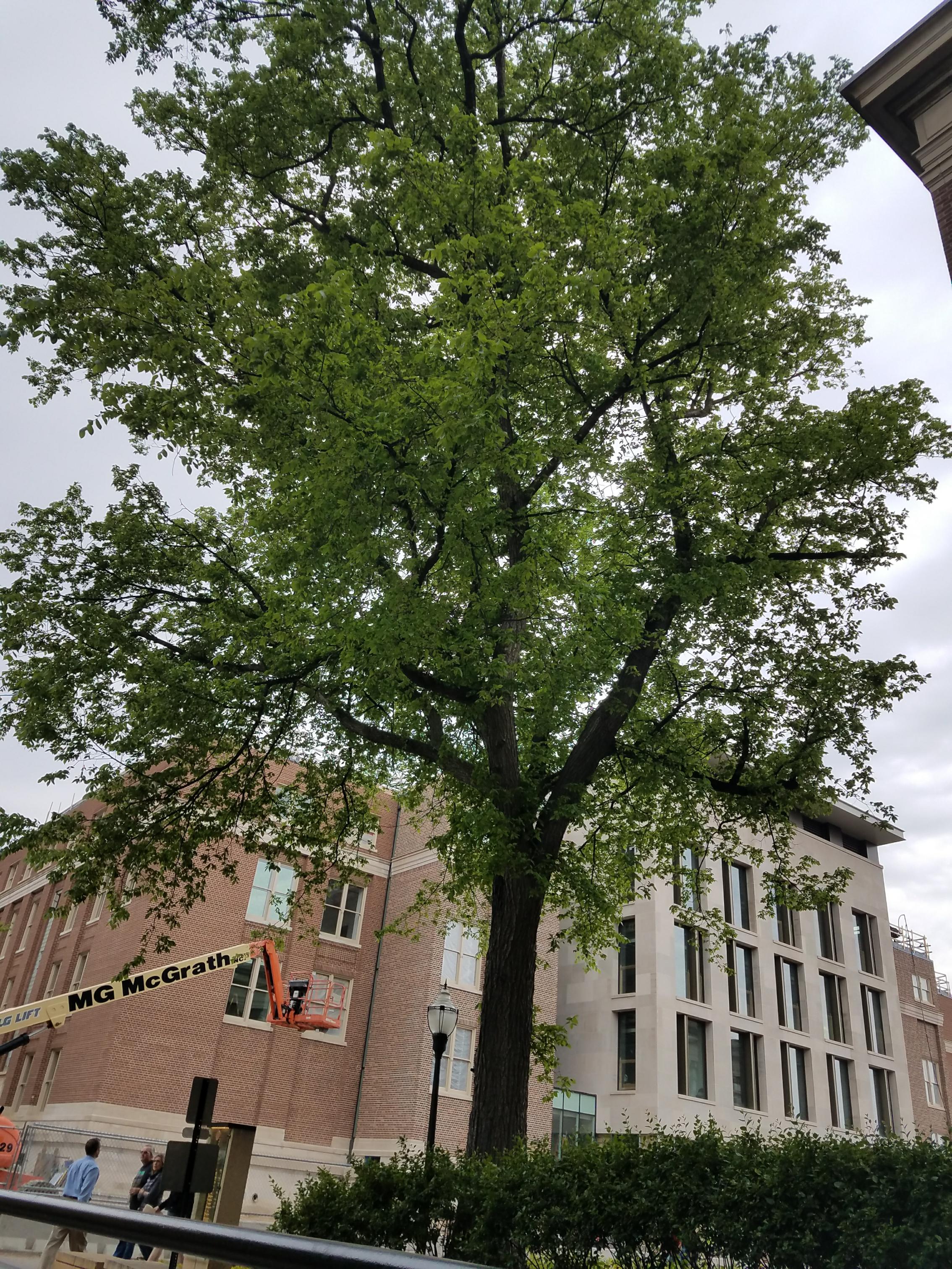 Photo - Observation object