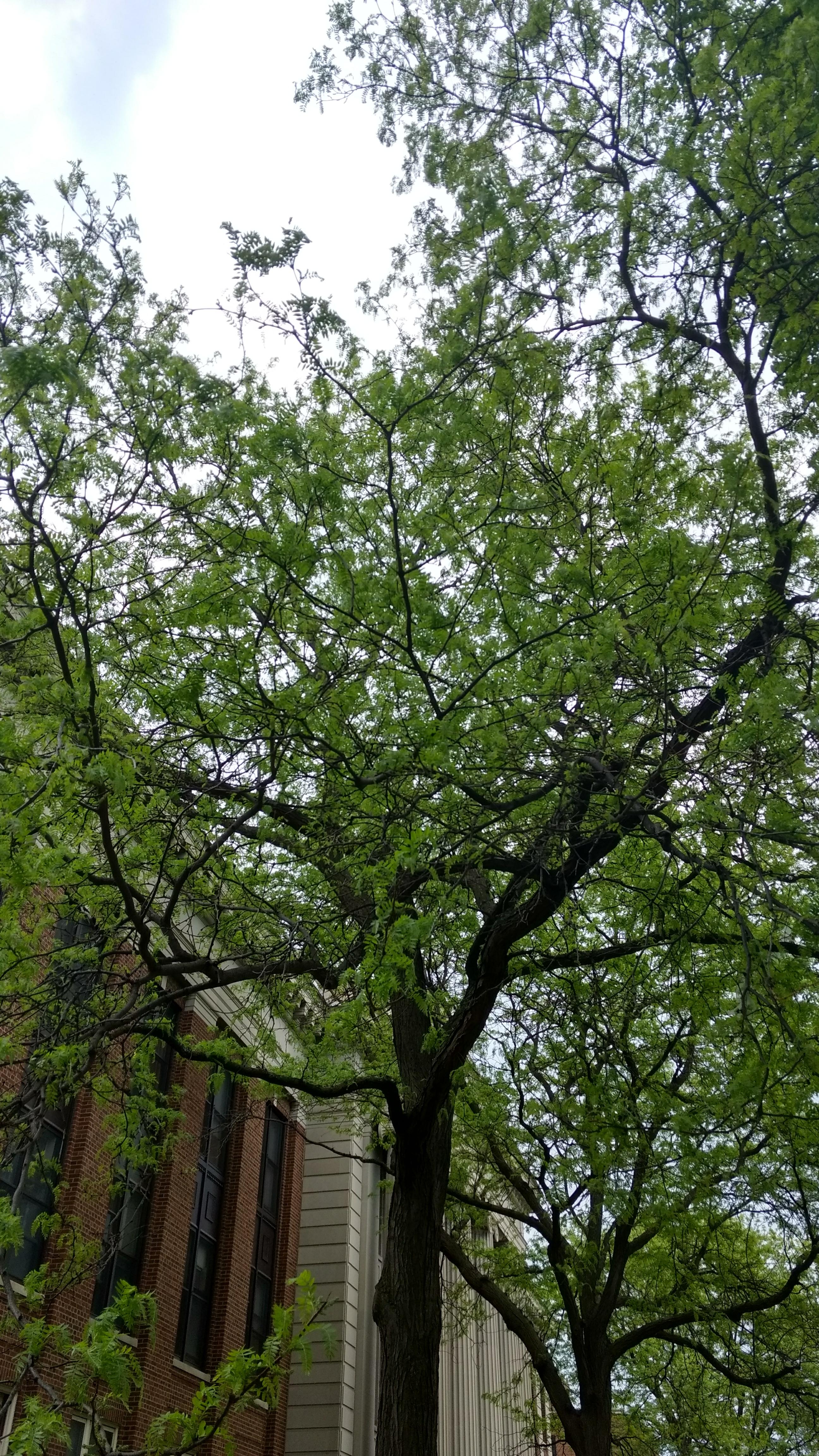 Photo - Observation object