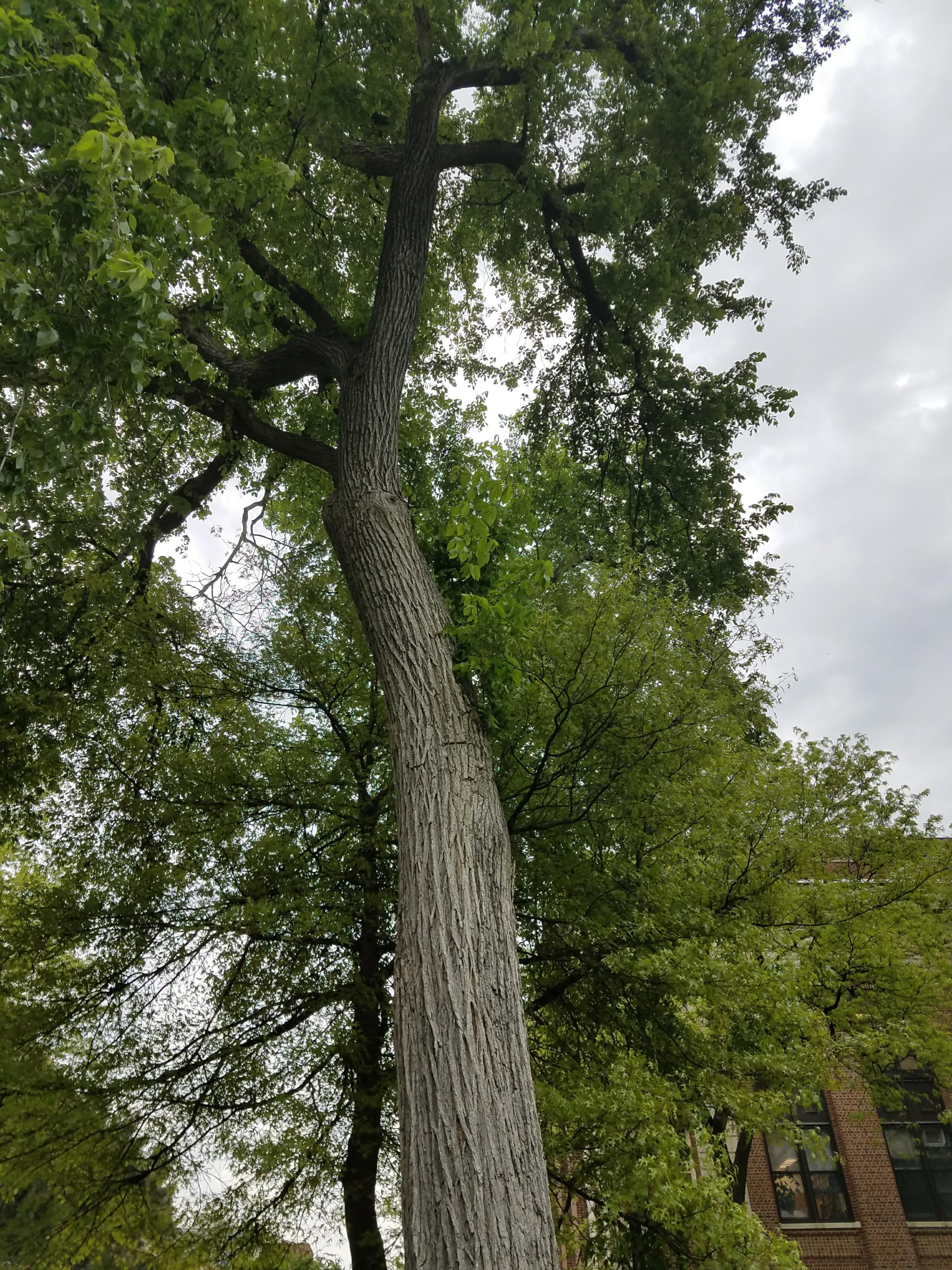 Photo - Observation object