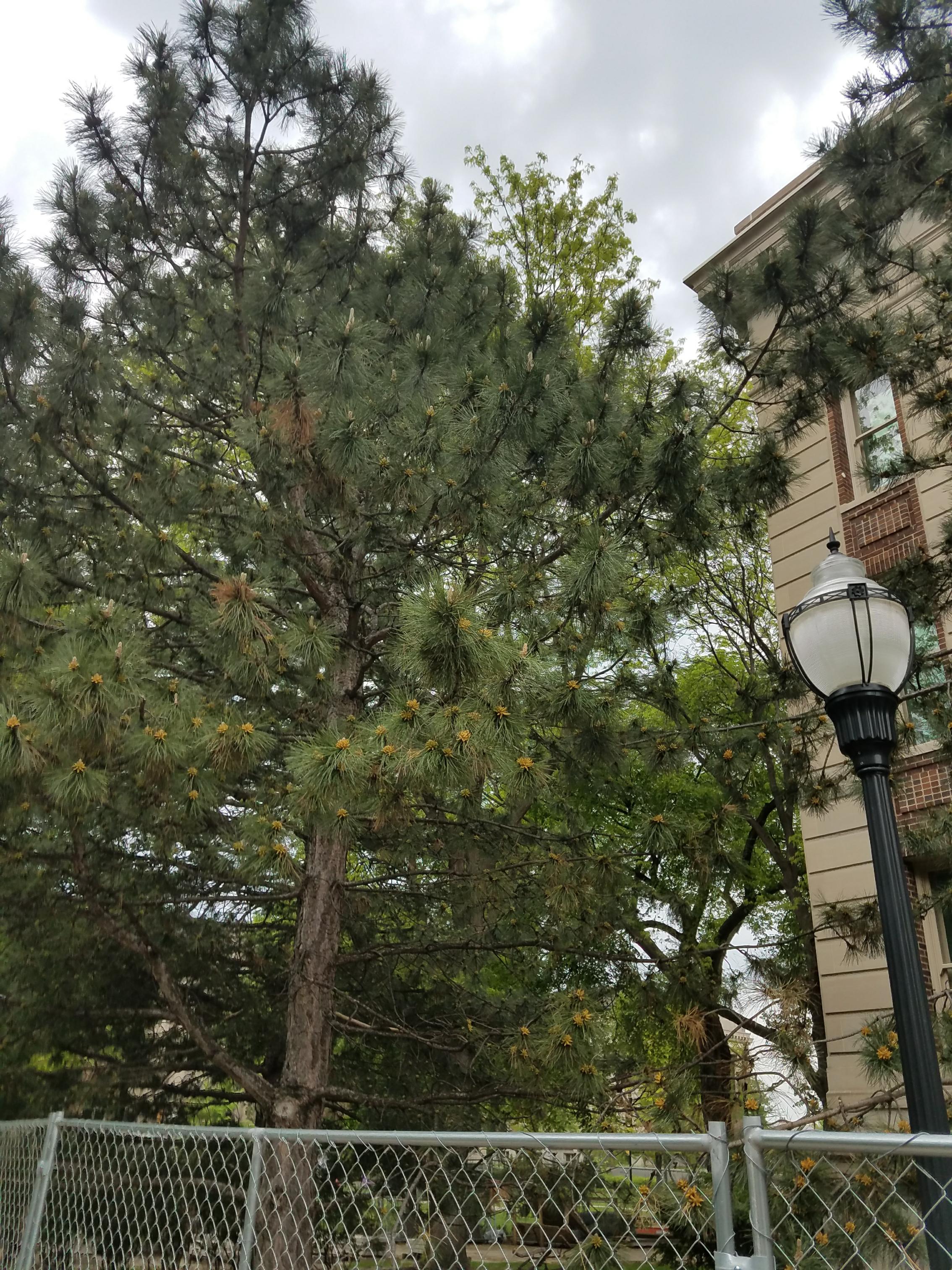 Photo - Observation object