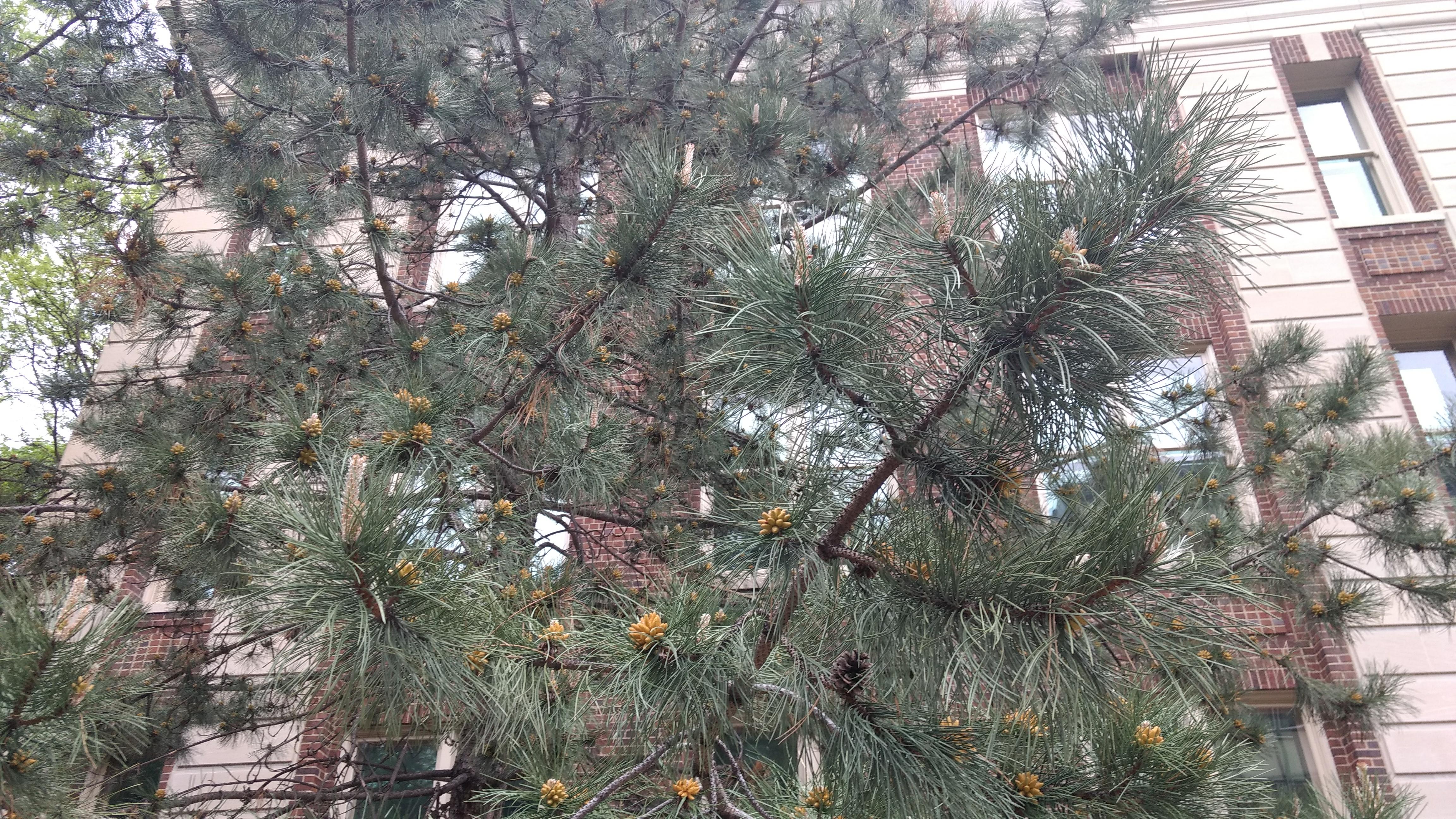 Photo - Observation object