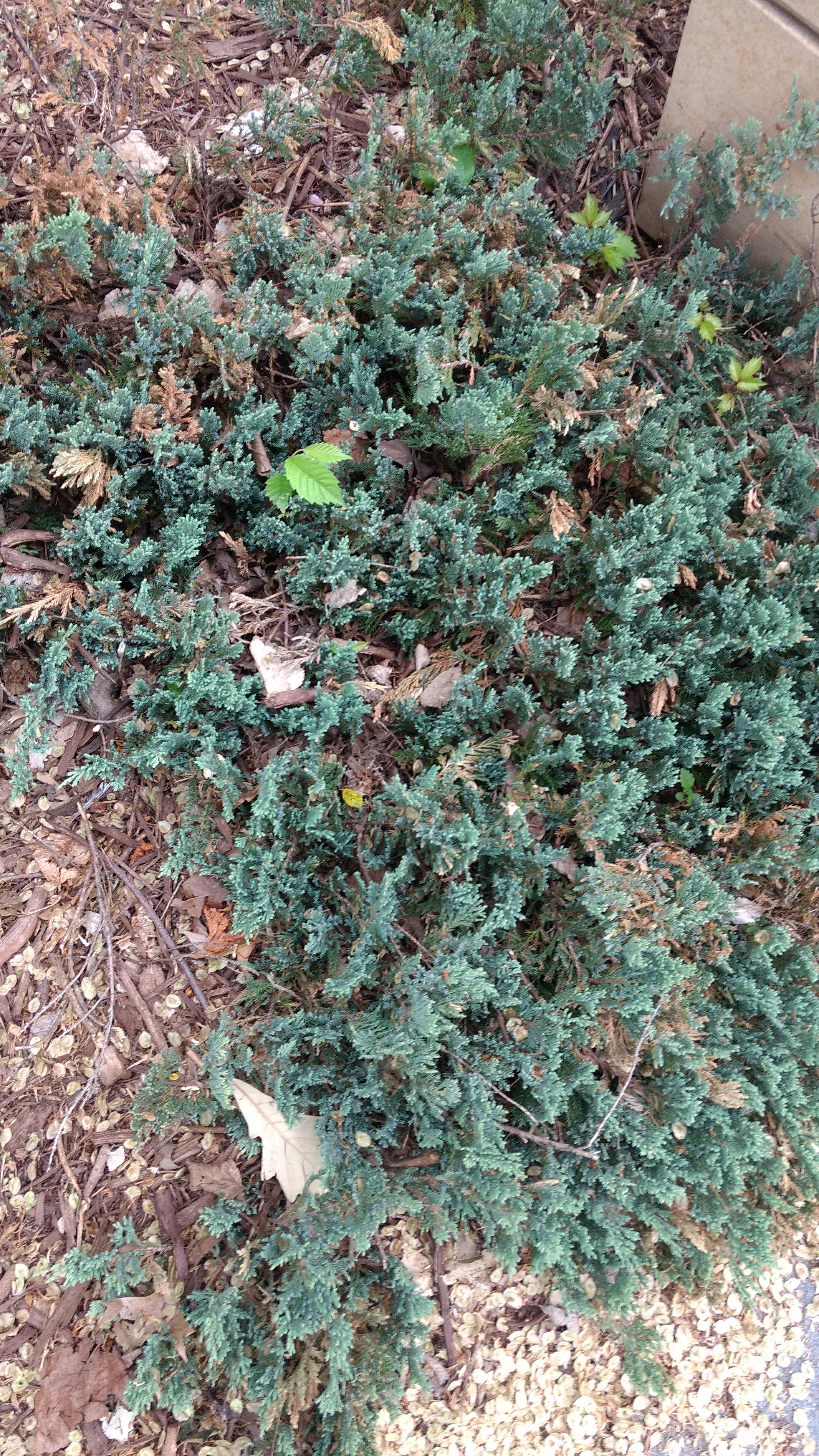 Photo - Observation object